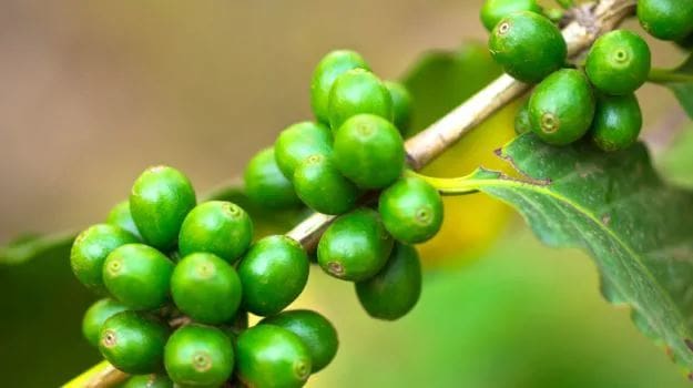 Can a Cup of Green Coffee Help You Lose Weight? You’ll Be Surprised!